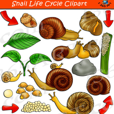 Snail life cycle clipart