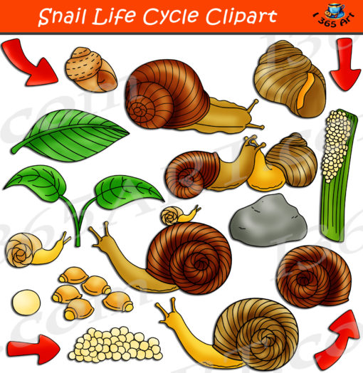 Snail life cycle clipart