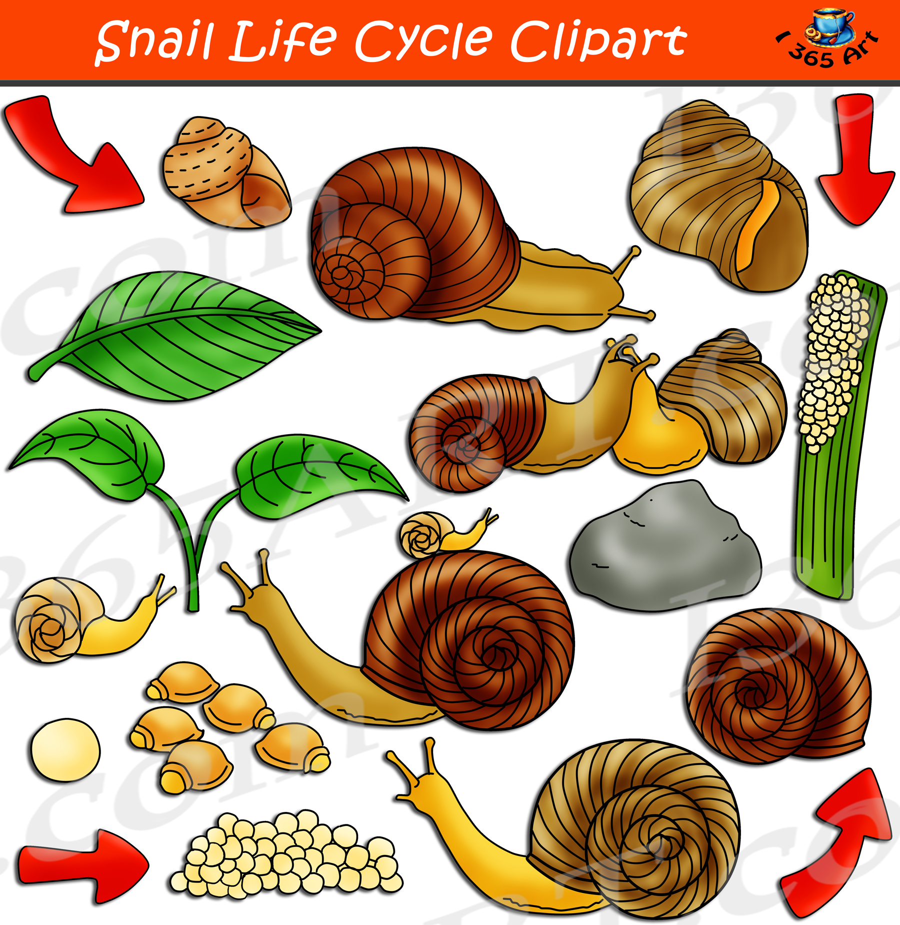 Snail Life Cycle Clipart Graphic Set Clipart 4 School