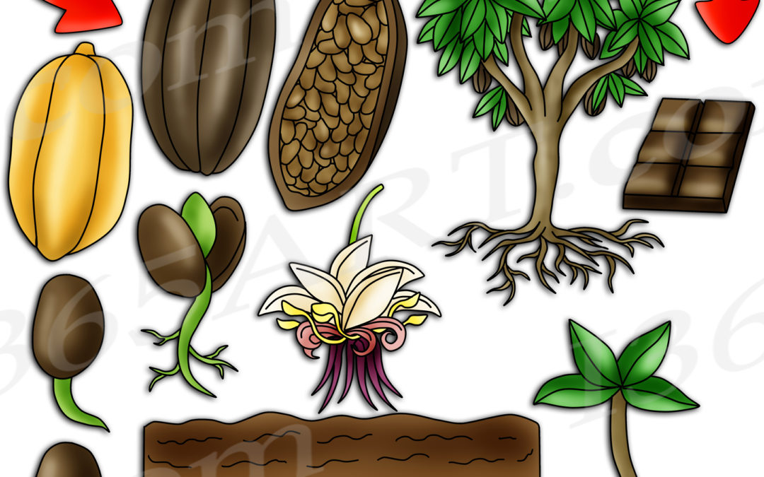 Cocoa Plant Life Cycle Clipart Set Download