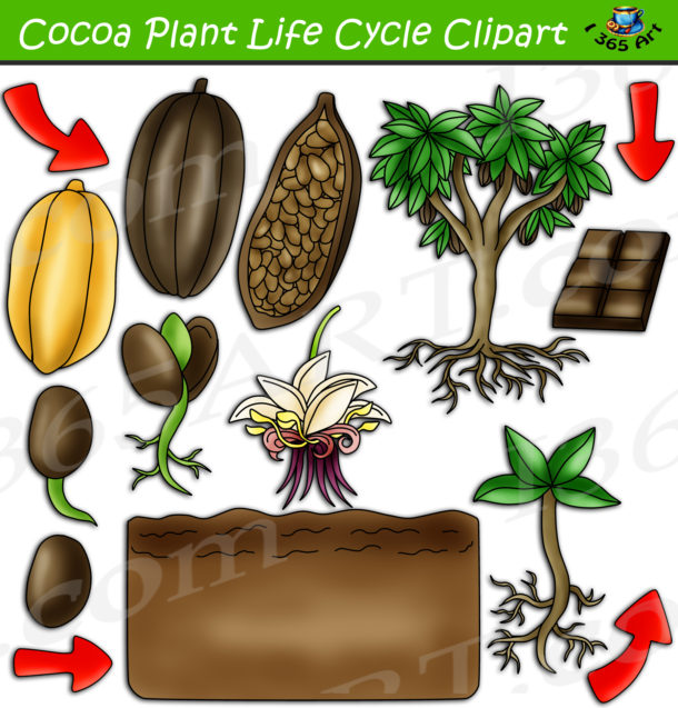 Cocoa Plant Life Cycle Clipart Set Download Clipart 4 School