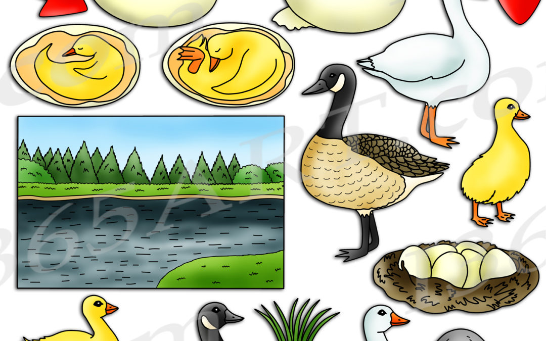 Goose Life Cycle Clipart Set Download