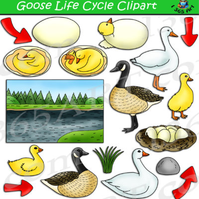 Goose life cycle clipart