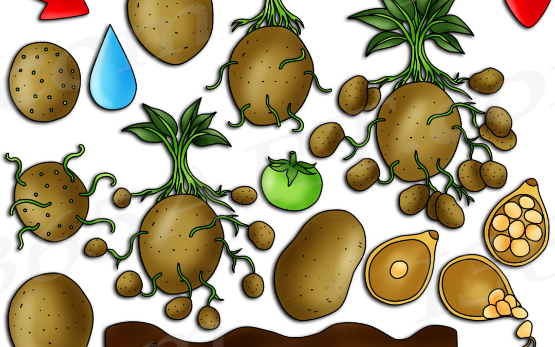 Potato Life Cycle Clipart Graphics Download