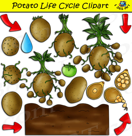 Potato life cycle clipart