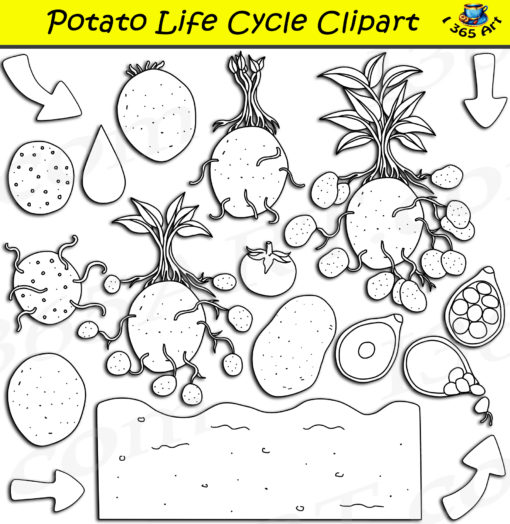 Potato life cycle clipart black and white