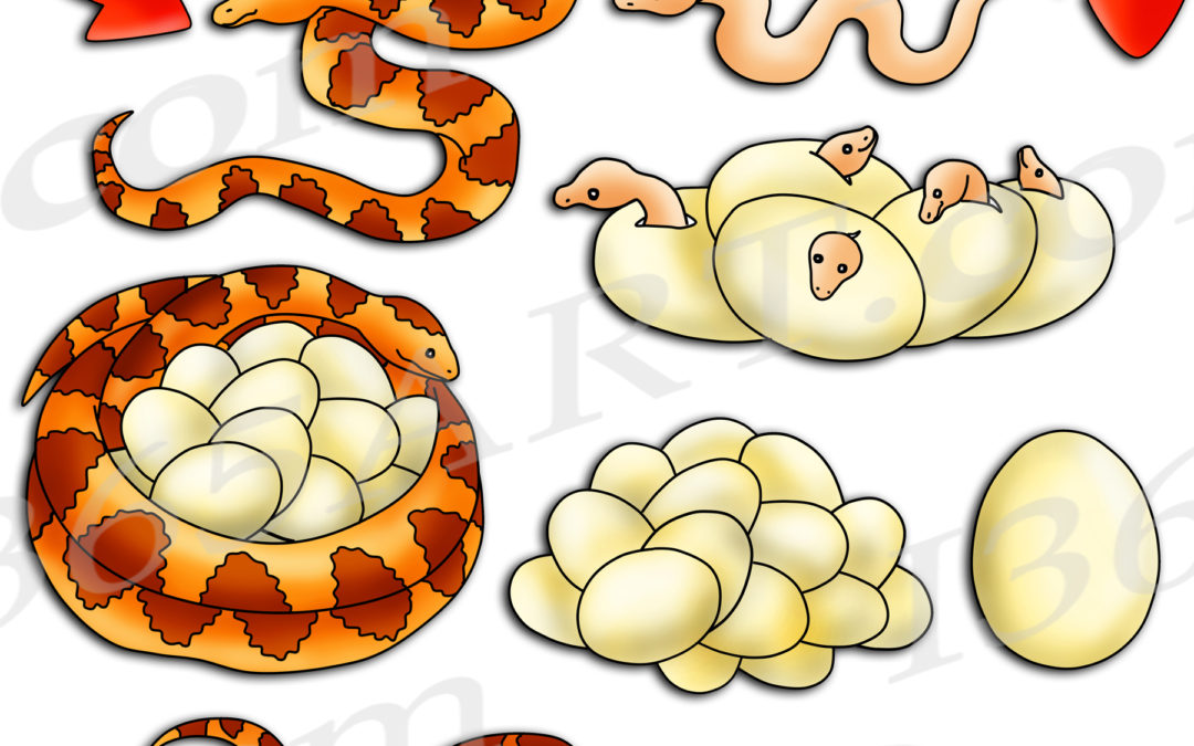 Snake Life Cycle Clipart Set Download