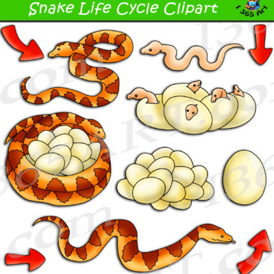 Snake life cycle clipart