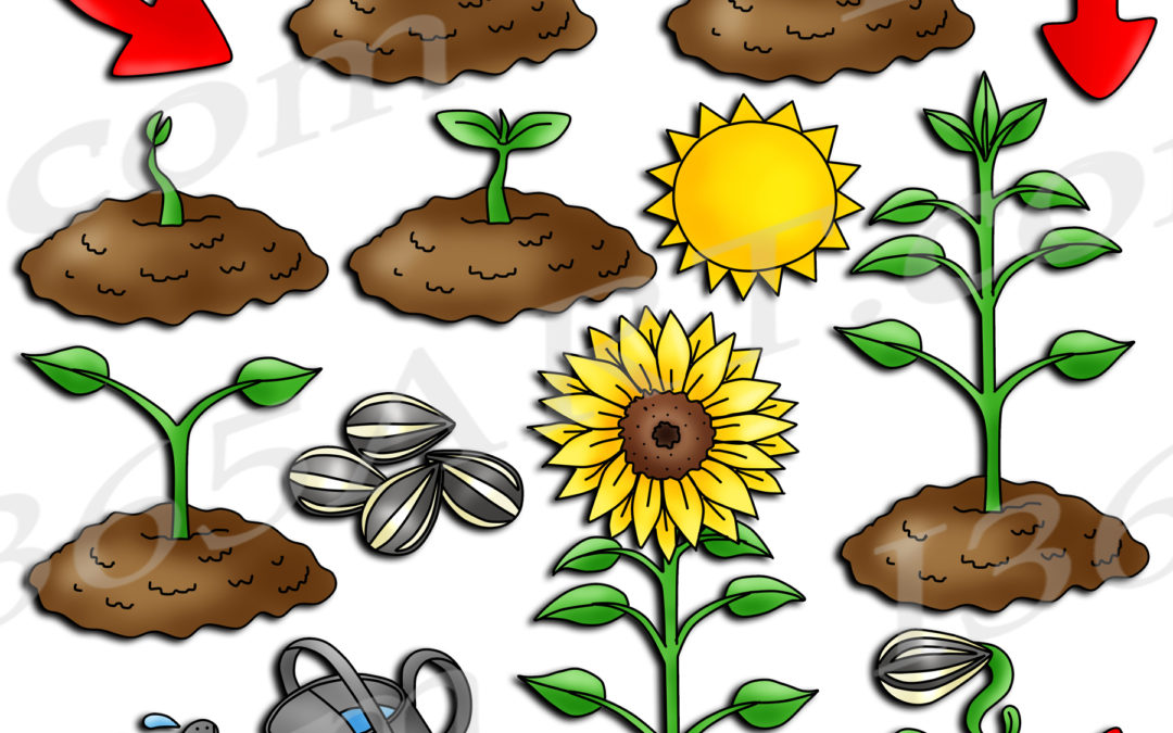 Sunflower Life Cycle Clipart Set Digital Graphics