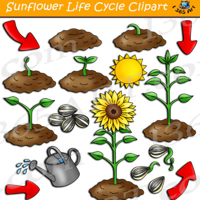 Sunflower life cycle clipart