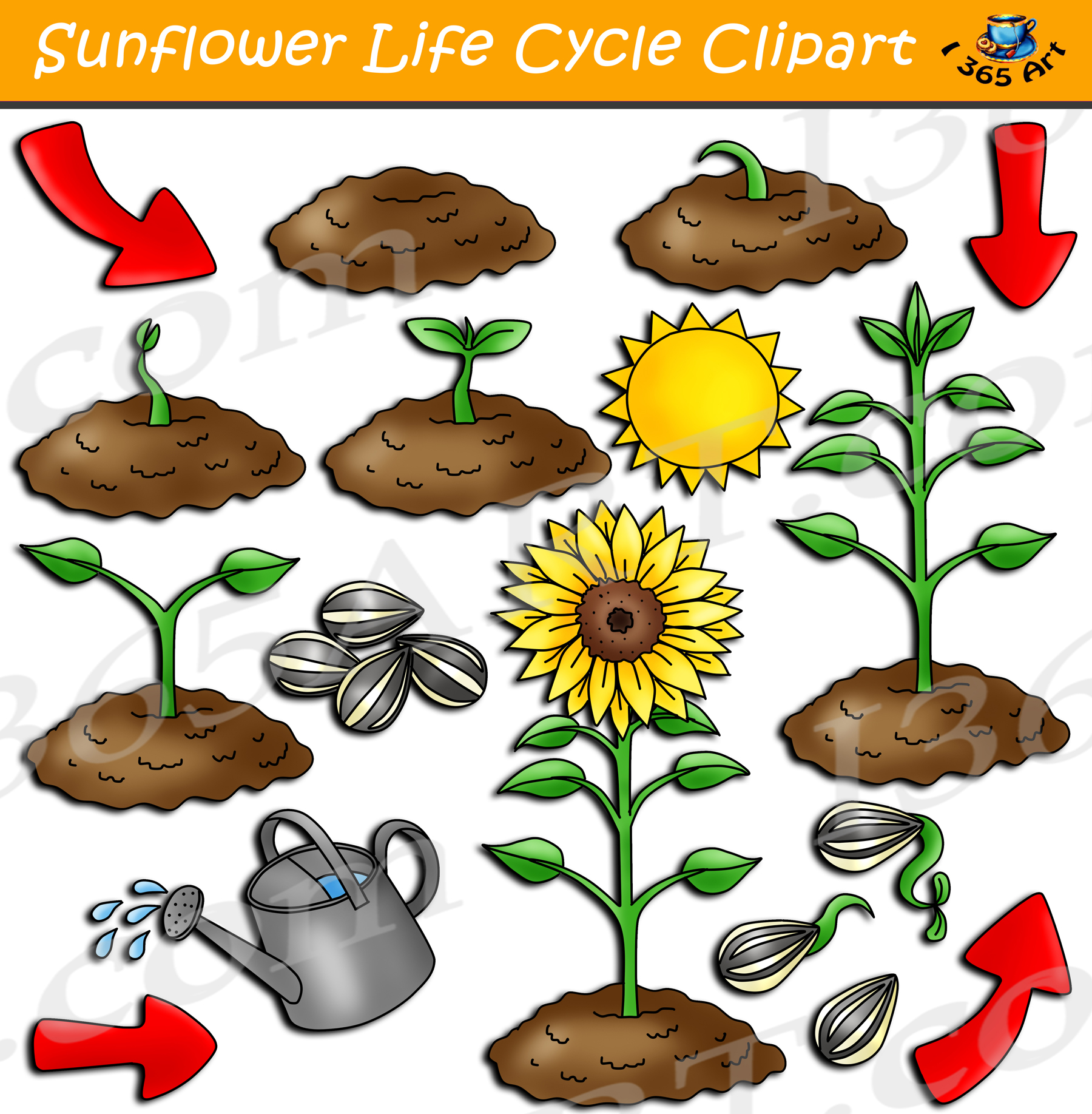 Sunflower Life Cycle Clipart Set Digital Graphics - 