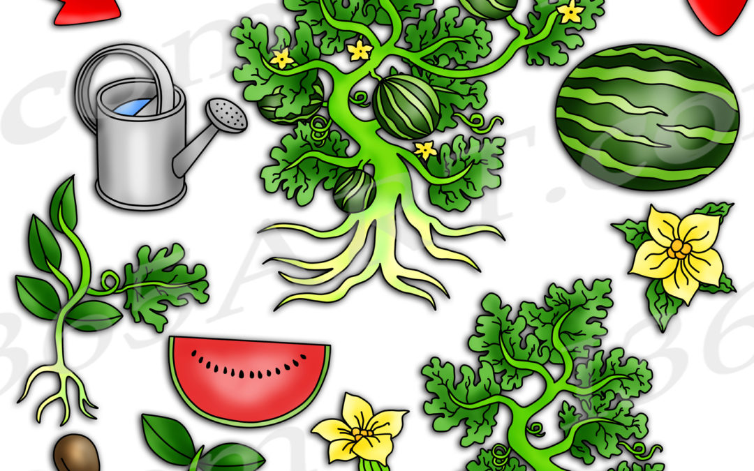 Watermelon Life Cycle Clipart Graphics Download