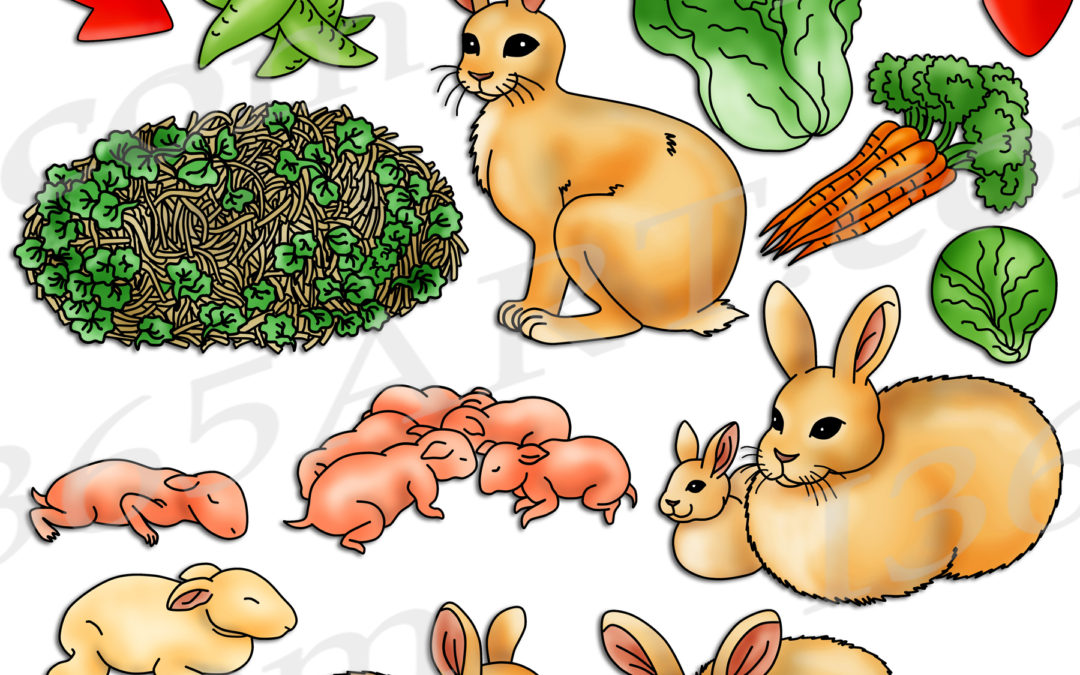 Rabbit Life Cycle Clipart Set Download