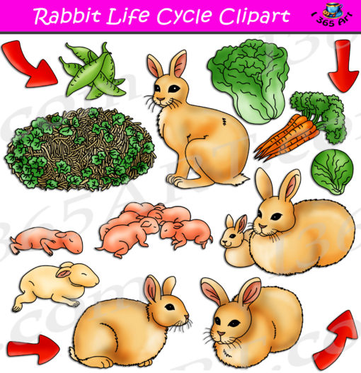 Rabbit life cycle clipart