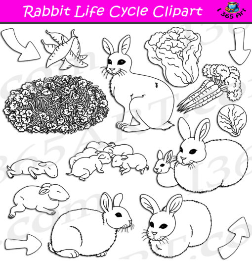 Rabbit life cycle clipart black and white