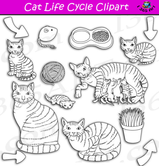 Cat life cycle clipart black and white