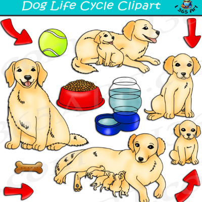 Dog life cycle clipart