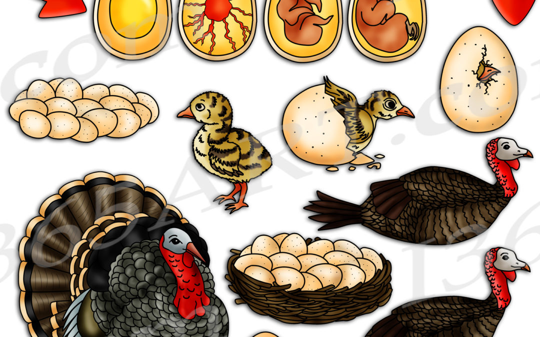 Turkey Life Cycle Clipart Set Download