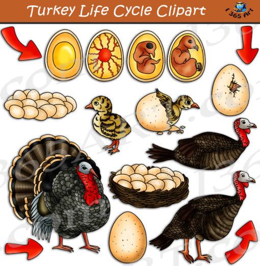 Turkey life cycle clipart