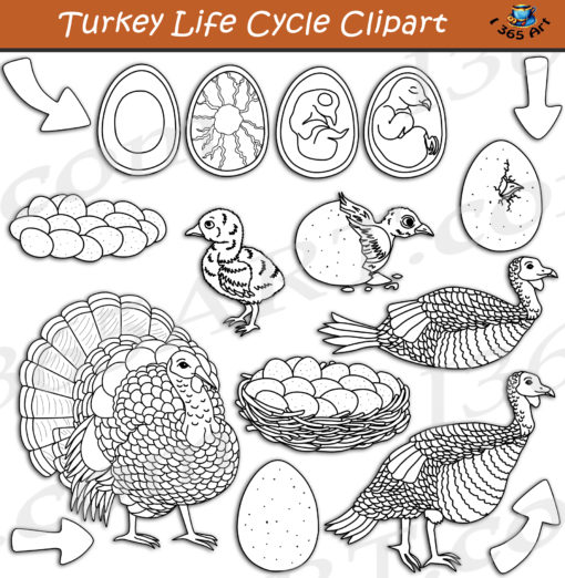 turkey-life-cycle-clipart-set-download-clipart-4-school
