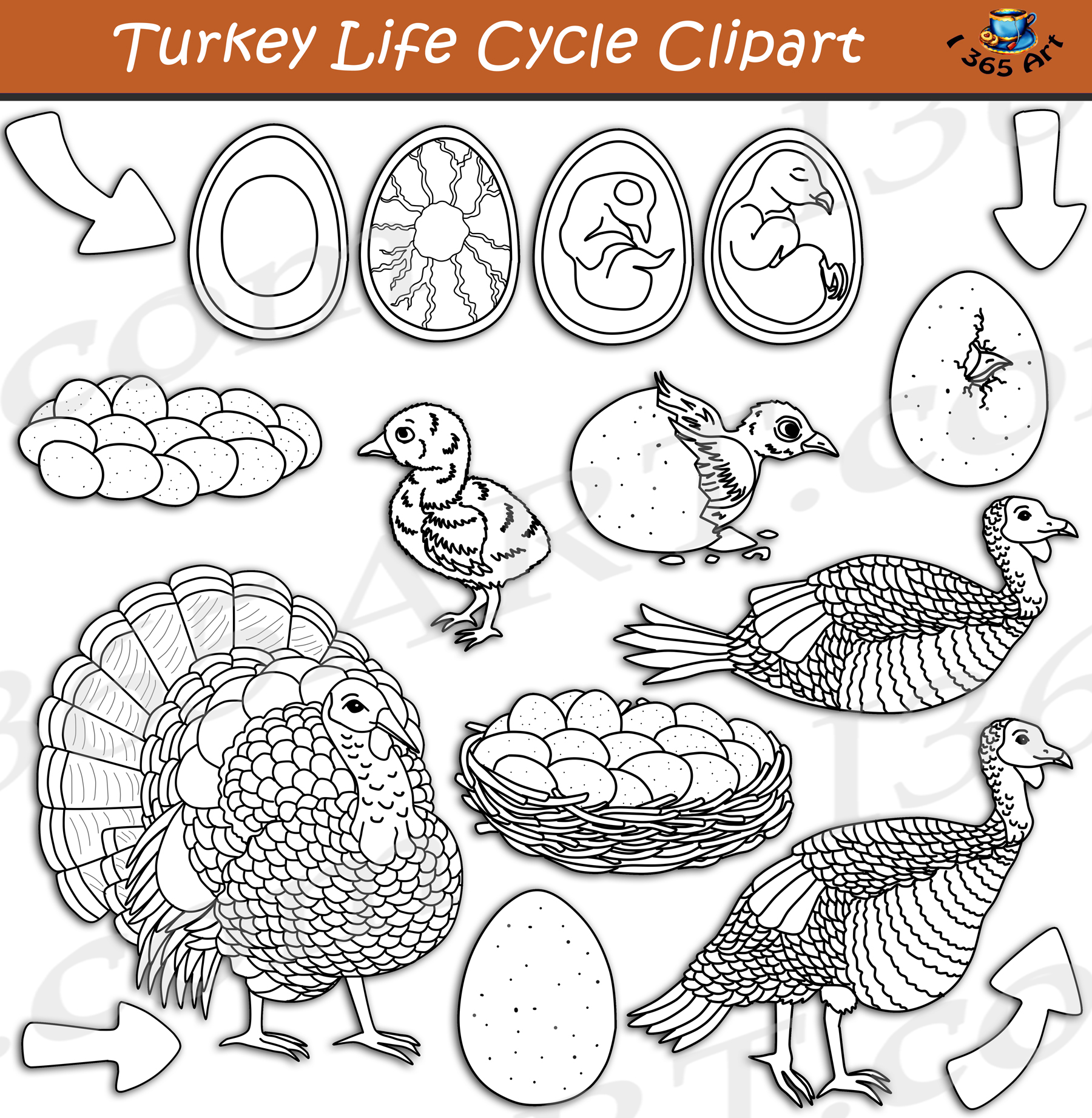 Turkey Life Cycle Clipart Set Download Clipart 4 School
