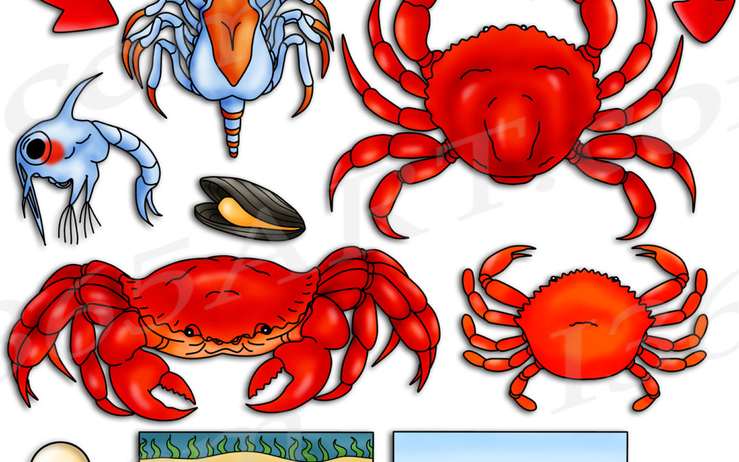 Crab Life Cycle Clipart Set Download