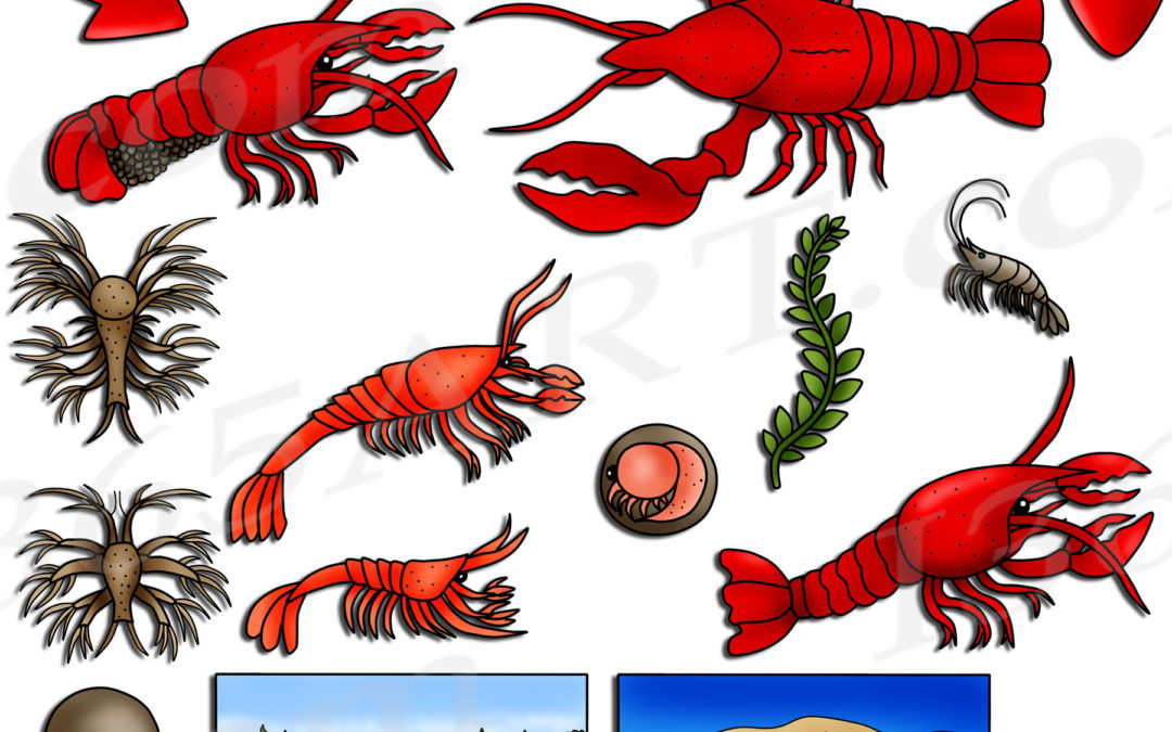 Crayfish Life Cycle Clipart, Lobster Life Cycle Download