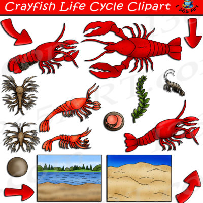 Crayfish life cycle clipart