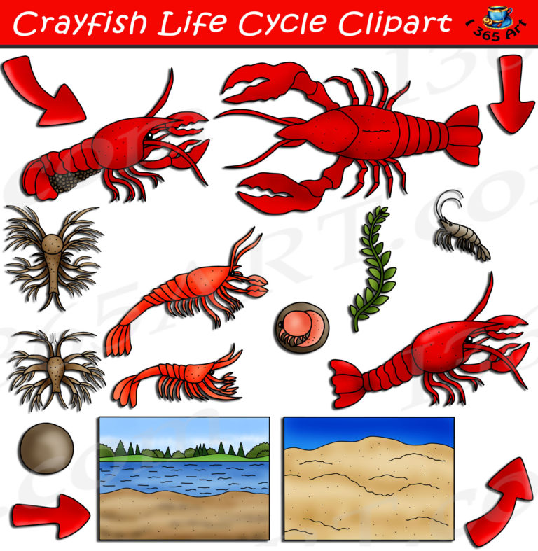 Crayfish Life Cycle Clipart, Lobster Life Cycle Download - Clipart 4 School