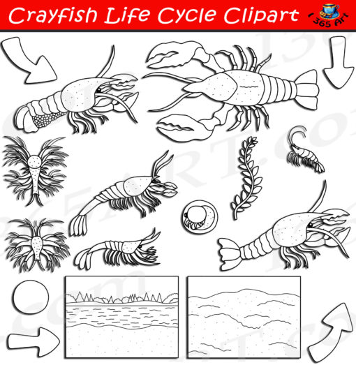 Crayfish life cycle clipart black and white