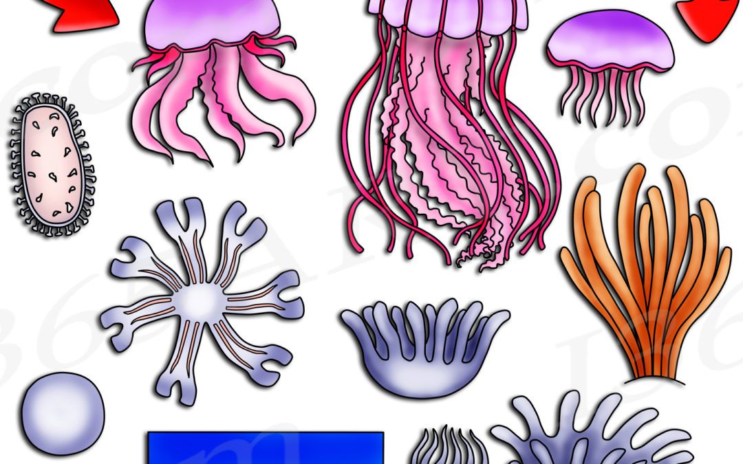 Jellyfish Life Cycle Clipart Set Download