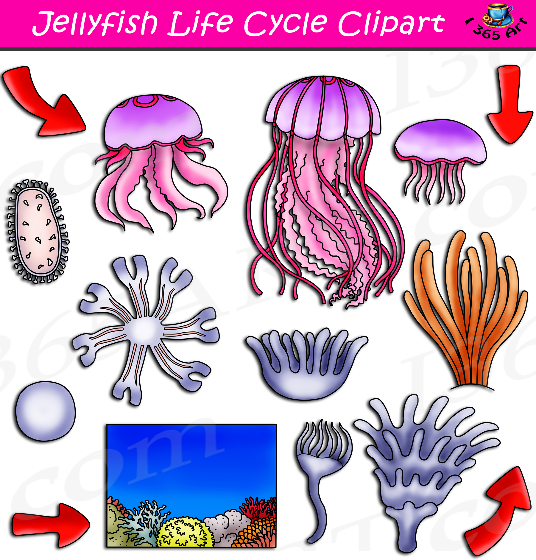 clipart jellyfish