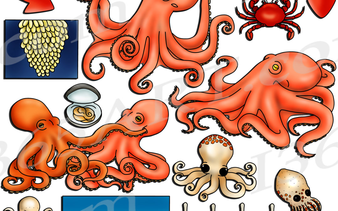 Octopus Life Cycle Clipart Graphics Download