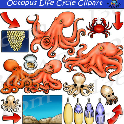 Octopus life cycle clipart