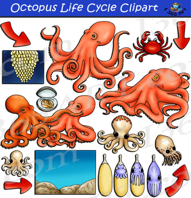 Octopus Life Cycle Clipart Graphics Download Clipart 4 School