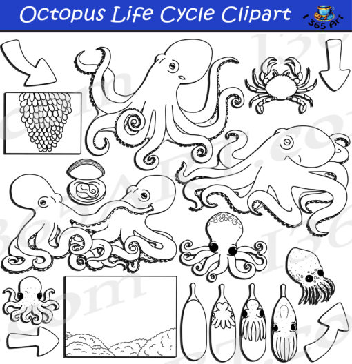 Octopus life cycle clipart black and white
