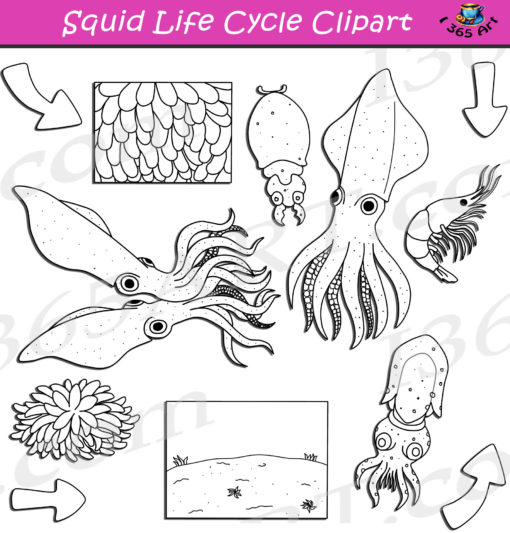 Squid life cycle clipart black and white