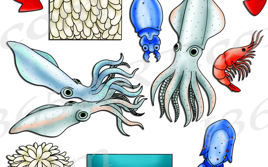 Squid Life Cycle Clipart Set Download