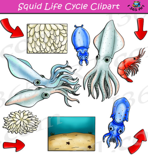 Squid life cycle clipart