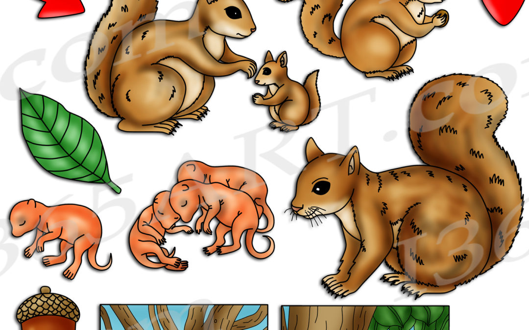 Squirrel Life Cycle Clipart Set Download