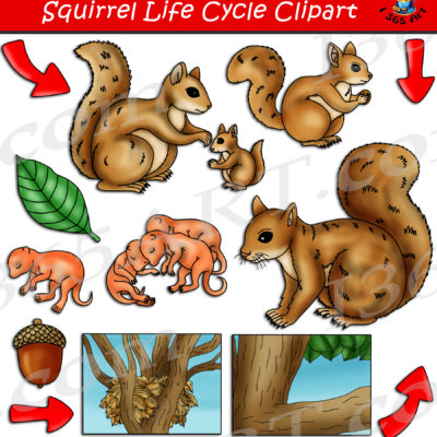 Squirrel life cycle clipart