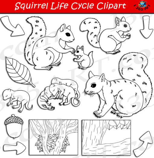 Squirrel life cycle clipart black