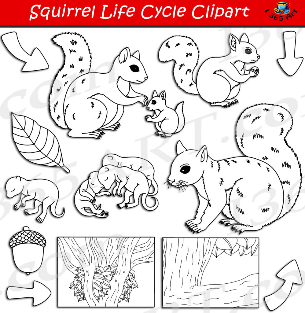 Squirrel Life Cycle Diagram