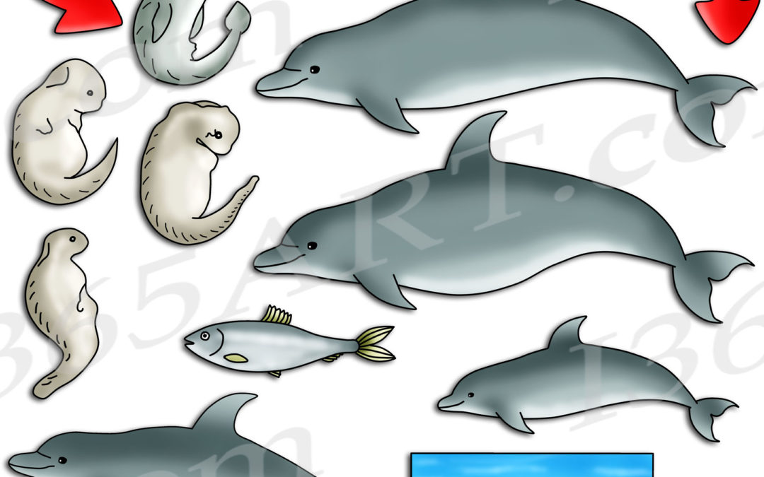 Dolphin Life Cycle Clipart Set Download