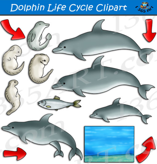 Dolphin life cycle clipart