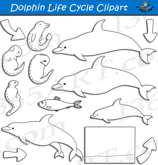 Dolphin life cycle clipart black and white