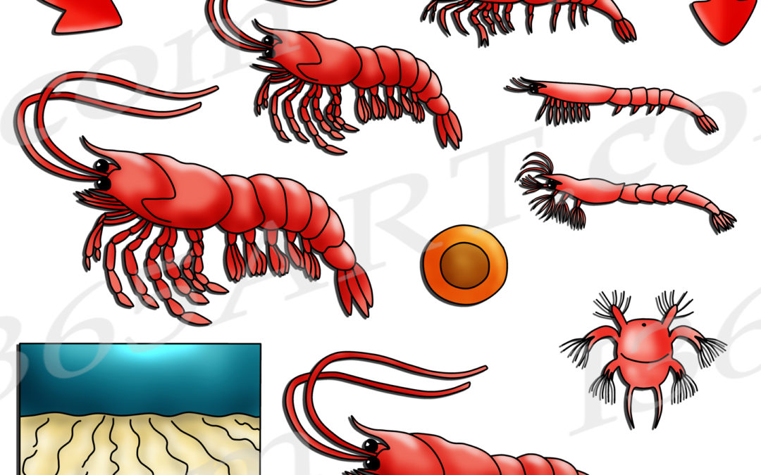 Shrimp Life Cycle Clipart Set Download