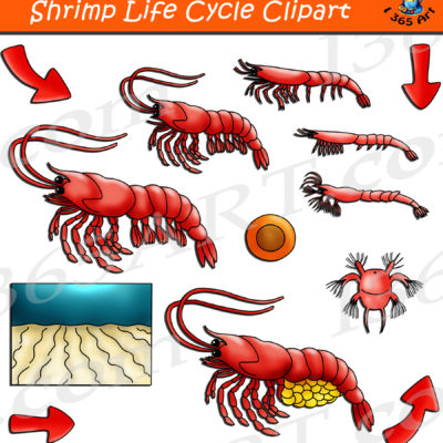 shrimp life cycle clipart