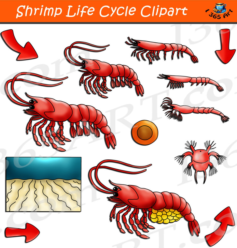 Shrimp Life Cycle Clipart Set Download - Clipart 4 School