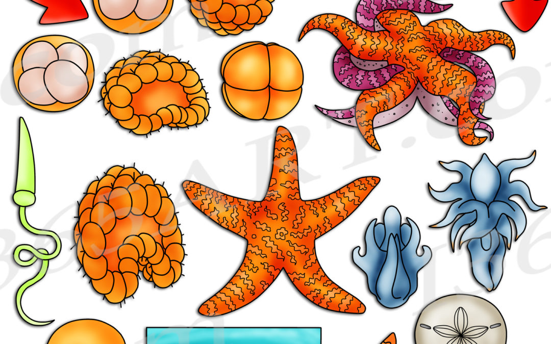 Starfish Life Cycle Clipart Set Download